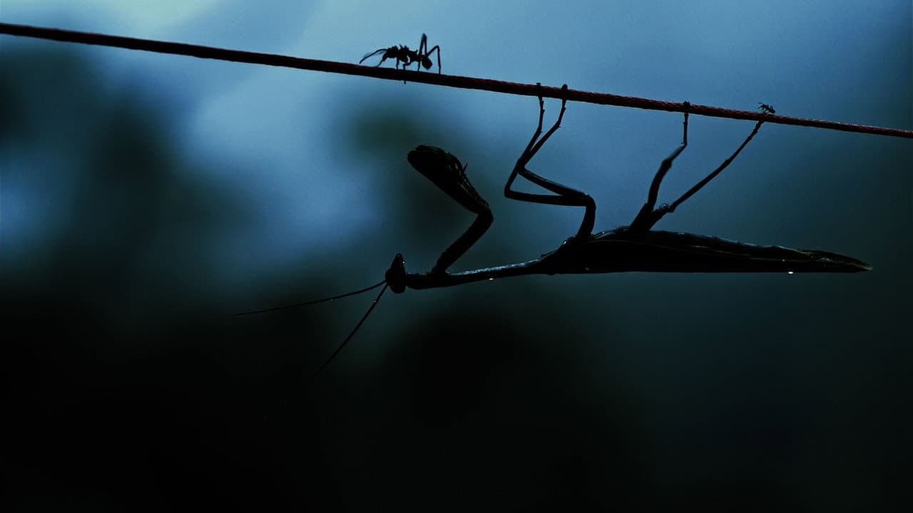 Insects – Hidden Heroes