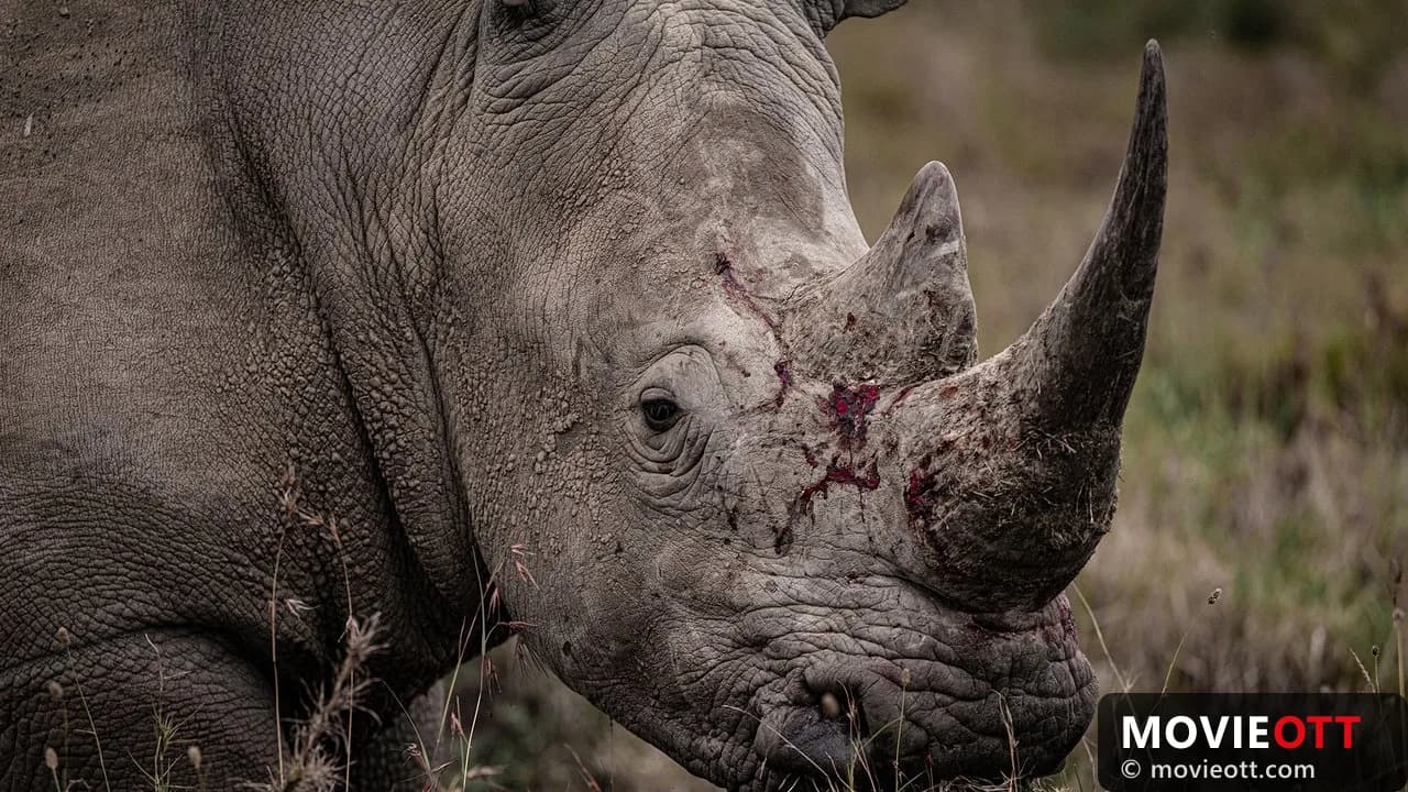 Rhino