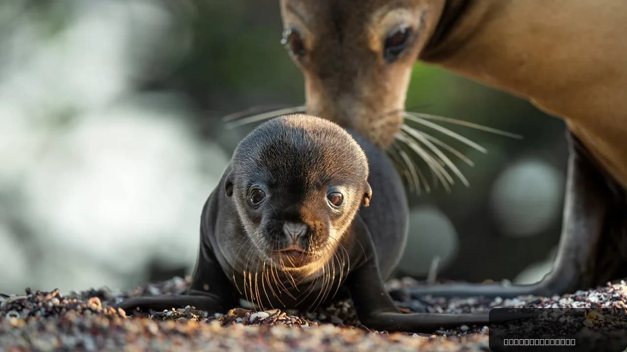Sea Lions of the Galapagos