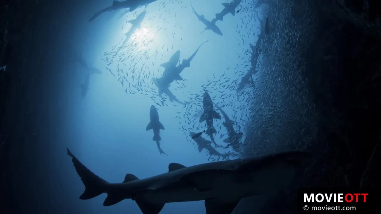 Shark Kingdom