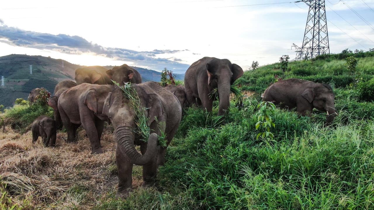 The Elephant Odyssey