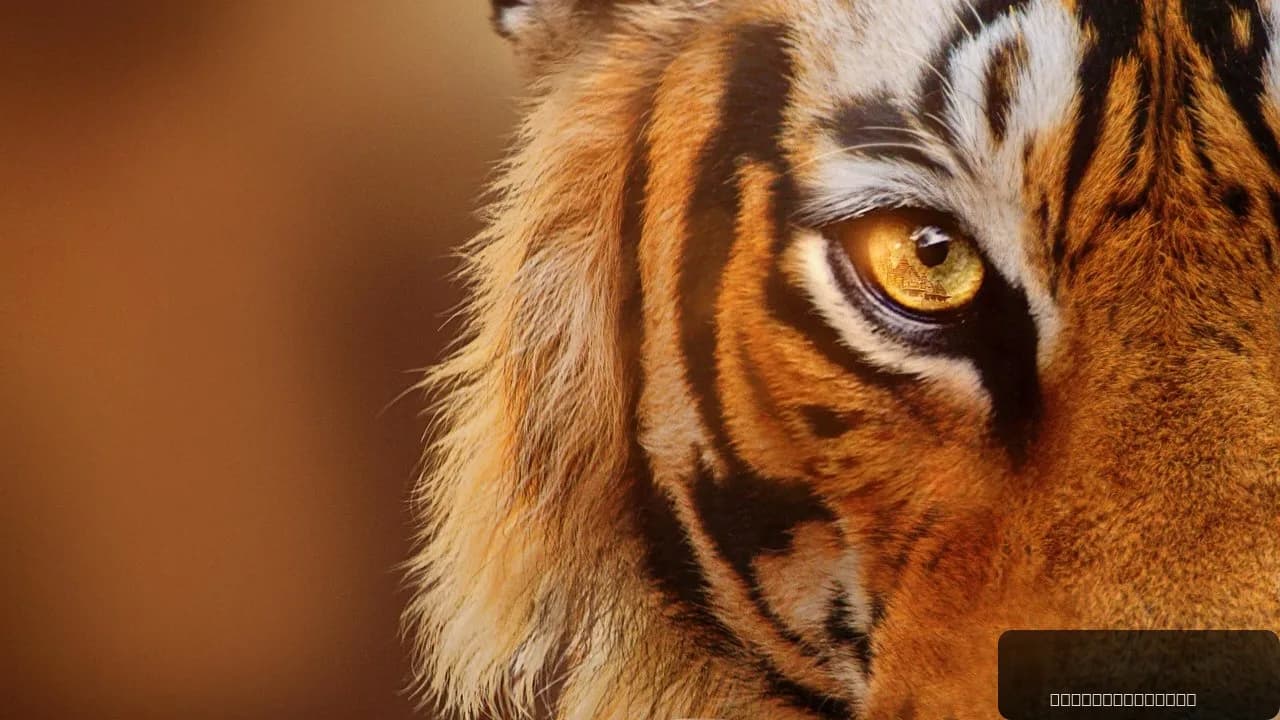 Tigers on the Rise